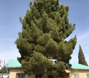 Afghan Pine