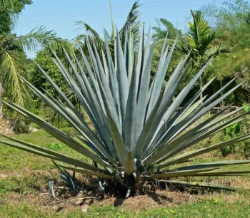 Agave