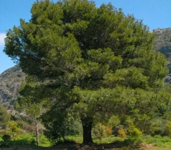 Aleppo Pine