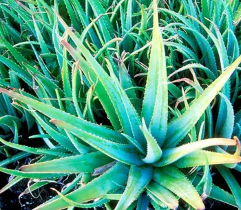 Aloe Vera