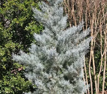 Arizona Cypress