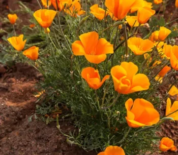 Poppies on a Rock, San Carlos Apache Reservation, Arizona