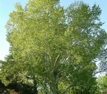 Arizona Sycamore