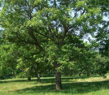 Arizona Walnut