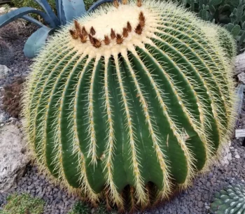 Barrel Cactus