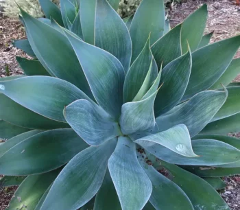 Blue Flame Agave