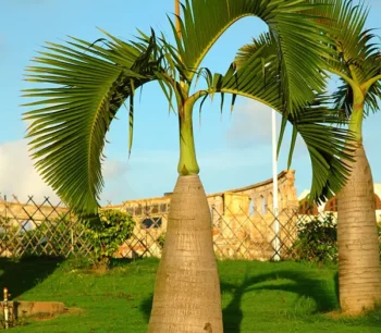 Bottle Palm