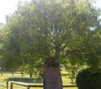 Bottle Tree