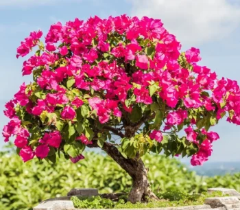 Bougainvillea