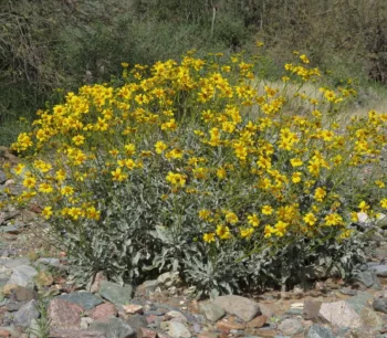 Brittlebush