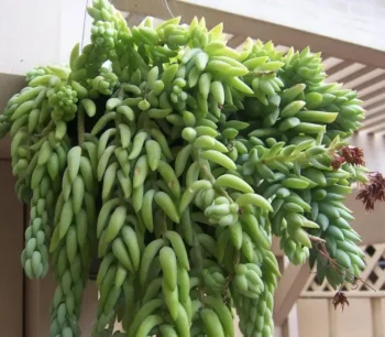 Burro’s Tail