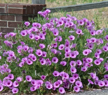 Bush Morning Glory