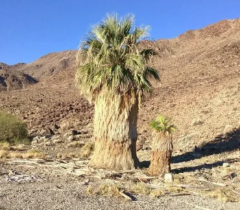 California Fan Palm