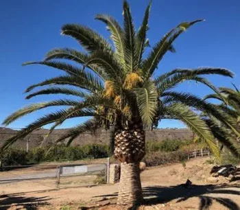 Canary Island Date Palm