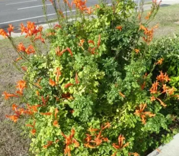 Cape Honeysuckle