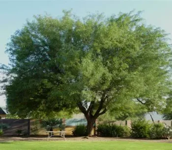 Chilean Mesquite