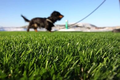 Artificial Turf