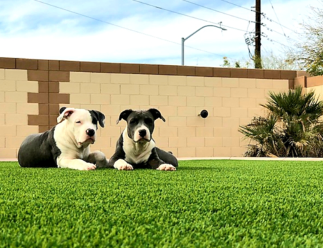 Pet-Friendly Synthetic Grass