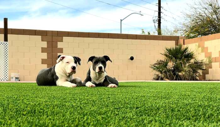 Pet-Friendly Synthetic Grass